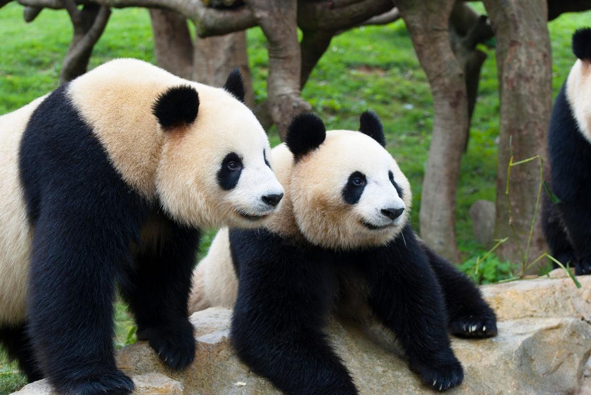 Day 6: Panda Sanctuary & the World's Largest Stone Buddha